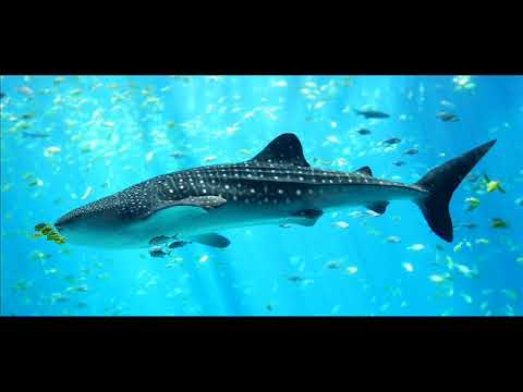 Miramare - Miramare: Velká ryba/ The big fish (part 1, version 1)