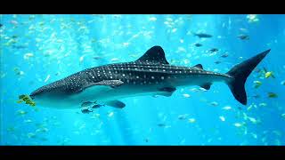 Video Miramare: Velká ryba/ The big fish (part 1, version 1)