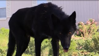 My Wolf Intends To KILL: A Patience &amp; Intensity UNRIVALED (by all others?)