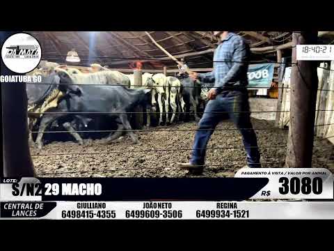 Leilão de gado em Goiatuba Goiás,  28/03/2026 - Mata Preta  Leilões - 14:00 Hs