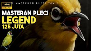 Download lagu 🔴 LIVE Masteran Pleci LEGEND 125Juta Pleci Termewah Sepanjang Masa ( Pleci Nishida ) mp3 Download lagu 🔴 LIVE Masteran Pleci LEGEND 125Juta Pleci Termewah Sepanjang Masa ( Pleci Nishida ) mp3