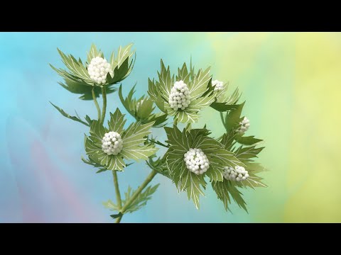 ABC TV | How To Make Eryngium Plant Paper - Craft Tutorial
