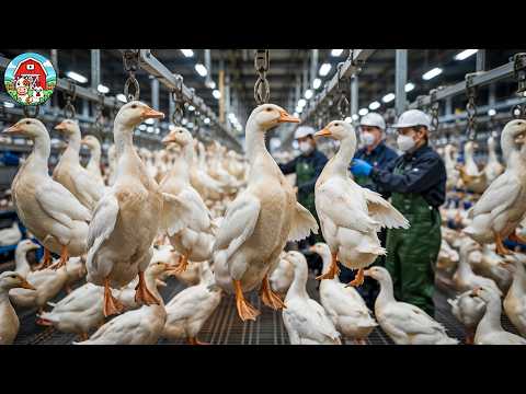 How to Raising Millions of Duck For Meat and Feather - Sustainable Duck Farming on Rice Fields