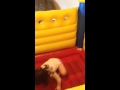 Adeline S Birthday Bouncy House