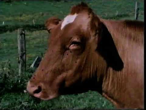 ZIG ZAG BBC Educational programme 1988