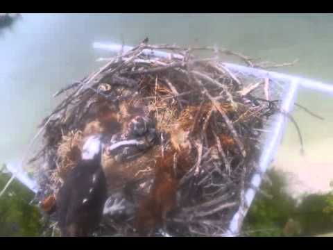 Video 2014 03 24 190100 ~ PINK SHELL OSPREY, PS1 EATS, PS2 GETS BONKED