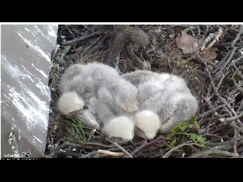 Three Sleepy Nestlings On Cornell Hawks Cam – May 15, 2019