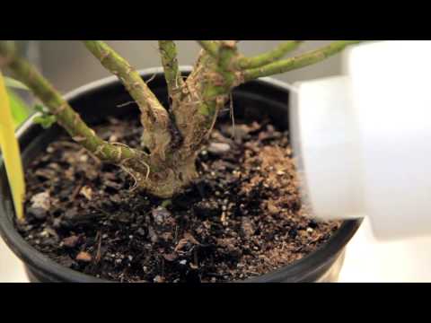 Fungus Gnat Predators