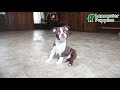 Boston Terrier dogs for sale: Berry - Video 1