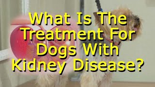 What Is The Treatment For Dogs With Kidney Disease?