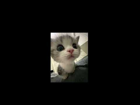 Twenty One Pilots | Halsey | Melanie Martinez | Troye Sivan - Stressed Out (MegaMix)(Slowed)(tiktok)