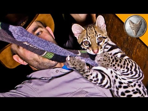 Ocelot mi ukradl ponožky