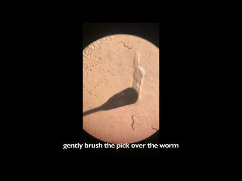 C. elegans 101: A Guide to Picking C. elegans