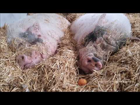 Schweinegutes Aprikosen-Abendbrot