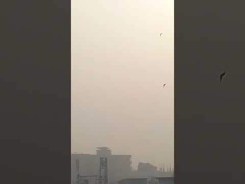 shorisha ilish(সরিষা ইলিশ) green shak bhaji/dal/#shorts #youtubeshorts #cooking