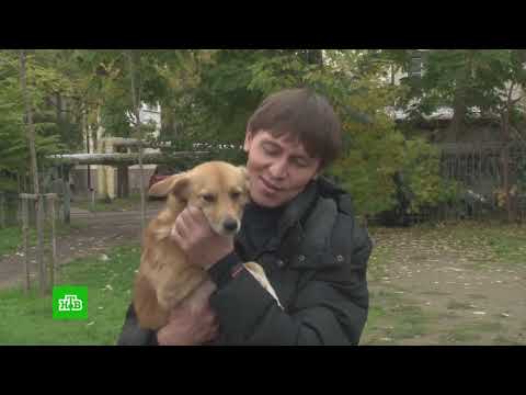 «ДВОРНЯЖКА БУСЯ»