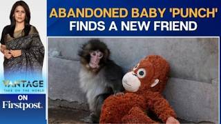 Baby Macaque Finds Comfort in Stuffed Toy, Wins Hearts Online  | Vantage with Palki Sharma | N18G