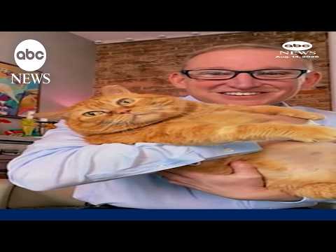 25-pound cat finds a home and a healthier lifestyle