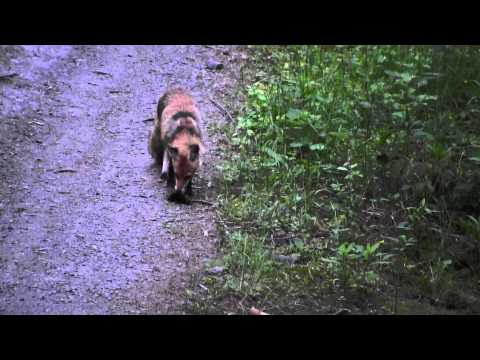 Fuchs Fähe angemäuselt, Lockjagd Fuchs, Juni 2014 Nahrungsuche, Mäusejagd