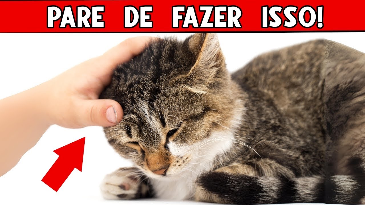 ATENÇÃO: Você precisa saber DISSO antes de acariciar a cabeça do seu gato! VOCÊ VAI SE SURPREENDER!