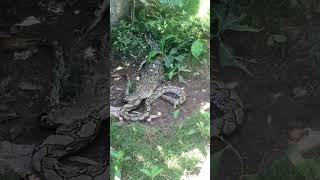 Download lagu Ngeri..Buaya Vs Ular mp3 Download lagu Ngeri..Buaya Vs Ular mp3