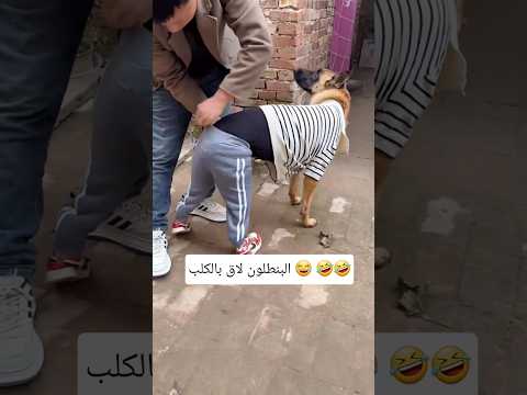 شاب صيني يلبس كلبة بنطلون 😂 #funny #abu_qais24 #shorts
