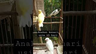 Download lagu Anakan kenari mulai nangkring usia 15 hari mp3 Download lagu Anakan kenari mulai nangkring usia 15 hari mp3