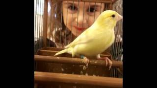 Download lagu Canary training song 6  Russian mp3