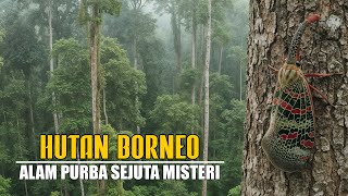 Download lagu Borneo Forest!!! An Ancient Nature That Holds a Million Mysteries mp3
