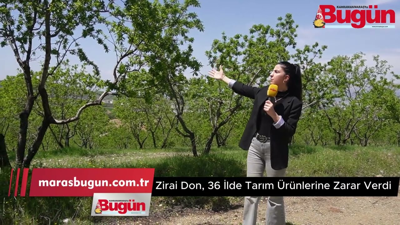 Zirai Don, 36 İlde Tarım Ürünlerine Zarar Verdi