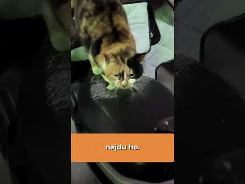 Tuhle roztomilou kočku prostě nejde potrestat! #shorts #zajimavosti