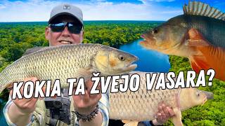 Vasaros nuotykiai, kas buvo naujo ir įdomaus  su Pauliumi Korsaku | Vienam gale kablys | 4K