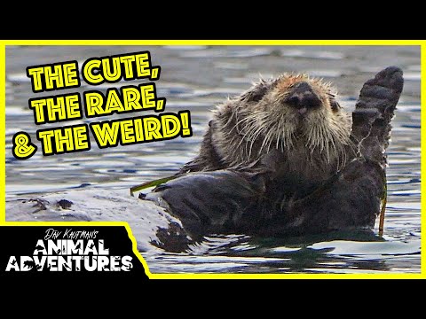 カリフォルニア海岸沿いで見られる動物たち！