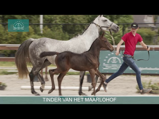 TINDER V/H MAARLOHOF