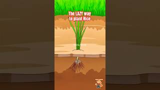 Download lagu Pernahkah Anda Melihat Orang Menanam Padi Seperti INI?! #padi #animasi mp3