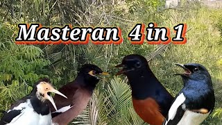 Download lagu Masteran kombinasi 4 in 1 JALAK SUREN-MURAI BATU-JALAK NIAS & KACER mp3