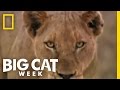 Trailer Big Cat Week