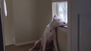 Mata Dogo Argentino 2 months after giving birth