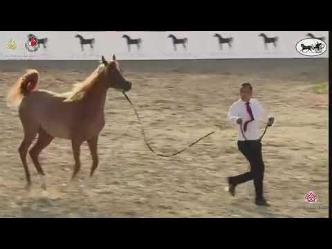 N 39 MASARAH AL HAWAJER   Al Dhafrah Arabian Horse Championship 2021   Yearling Fillies Class 1C