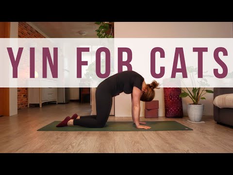 Cat-Inspired Yin Yoga for Quiet Cats 🧶