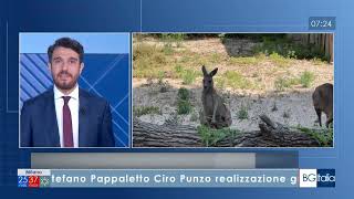 TGRAITRE BuongiornoItalia parcozoo di Falconara cucciolo di canguro ed. 7,30 del27 giugno 2025
