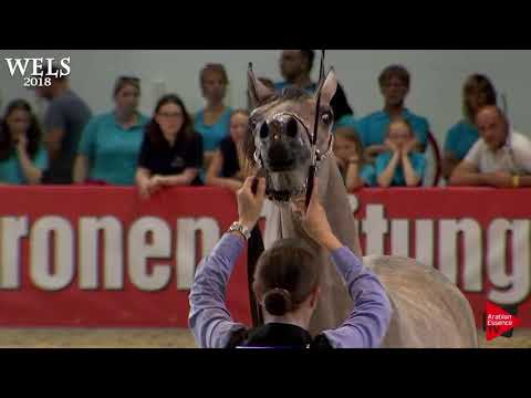N.45 AAHIR IBN ESSTEEMA - Wels 2018 - 2 Years Old Colts (Class 4)