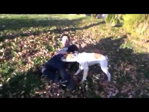 How to tame a wild beast