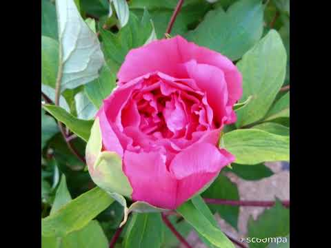 牡丹を植える：いつ、どのように花を咲かせて天国のような庭園を作るのでしょうか？  庭園