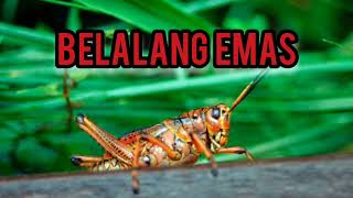 Download lagu suara belalang emas mp3