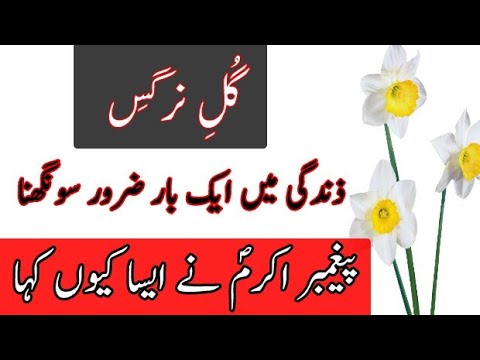 Gul e Nargis | Hazrat Muhammad Hadees | Daffodil Flower | Phool Soongna | Islamic Adviosr