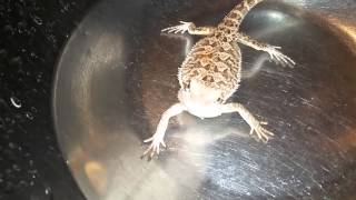 Luna's Orange spot???