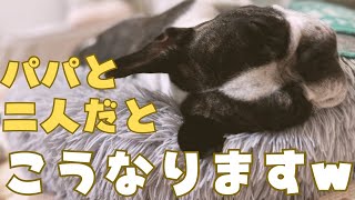 ママがいないのでフレブルと留守番してみた💦