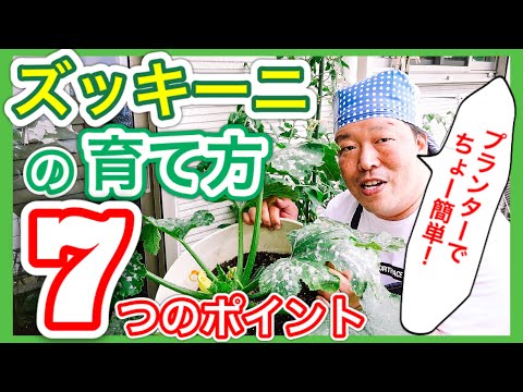 ズッキーニの植え付け:いつ、どのように行うか 庭の練習