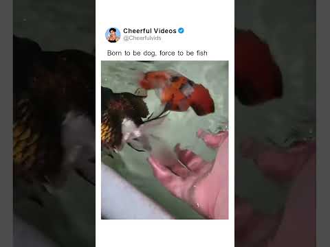 Born to be dog, force to be fish